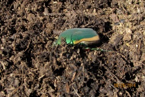 fig beetle 1