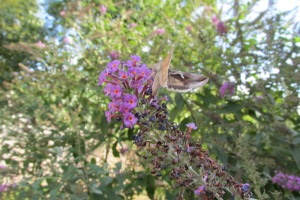 wichita butterflies 1