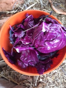 cabbage dye 3